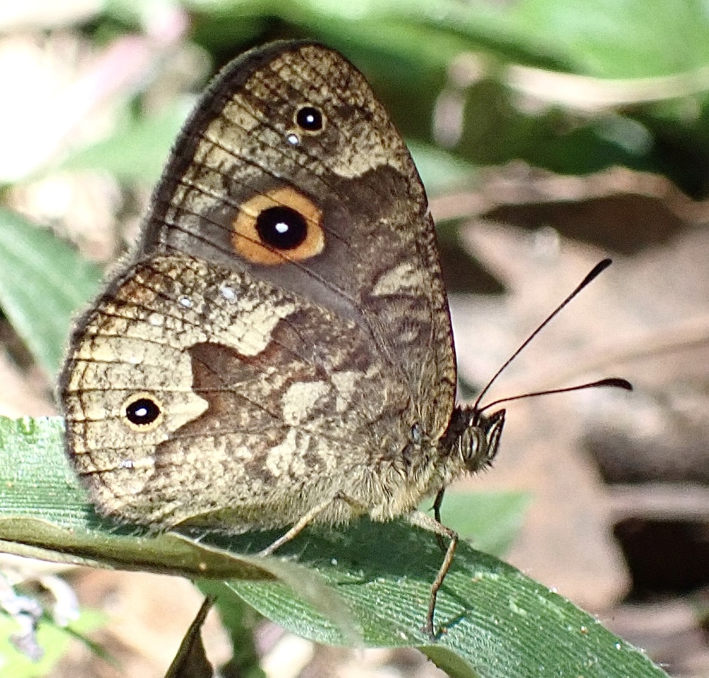 Heteropsis angulifascia