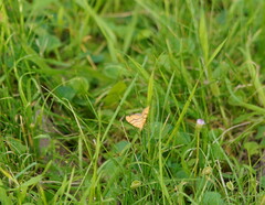 Chrysolarentia correlata