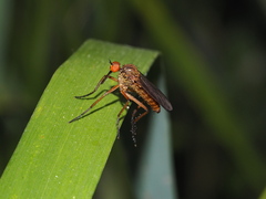 Empis livida