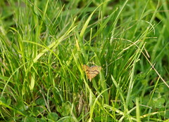 Chrysolarentia correlata