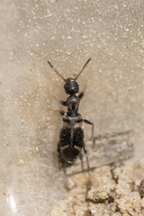 Stricticomus transversalis