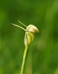 Pterostylis alpina