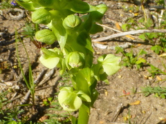 Pterygodium volucris