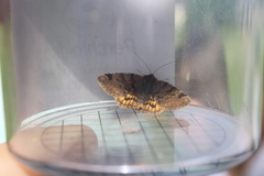 Euclidia glyphica