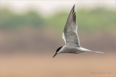 Sterna hirundo longipennis
