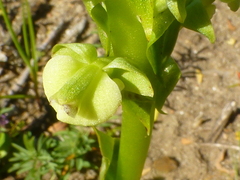 Pterygodium volucris