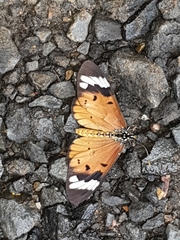Acraea encedon encedon