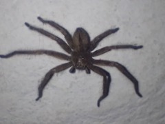 Polybetes trifoveatus