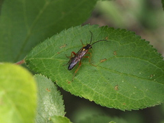 Tenthredopsis
