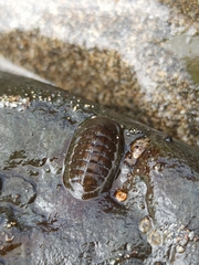 Lepidochitona stroemfelti