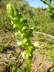 Pterygodium volucris