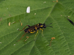 Macrophya postica