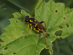Macrophya postica