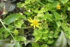 Wollastonia biflora