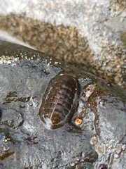 Lepidochitona stroemfelti