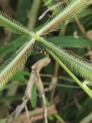 Eretmocera impactella