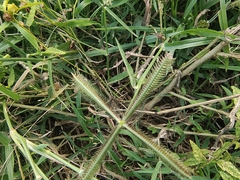 Eretmocera impactella