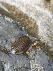 Lepidochitona stroemfelti