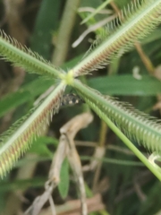 Eretmocera impactella