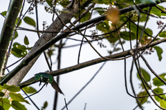 Chrysococcyx lucidus lucidus