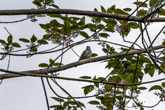 Chrysococcyx lucidus lucidus