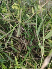 Eretmocera impactella