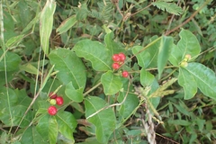 Rauvolfia tetraphylla
