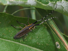 Agapanthia