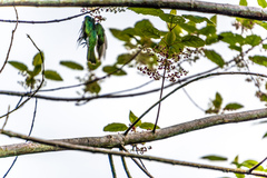 Chrysococcyx lucidus lucidus