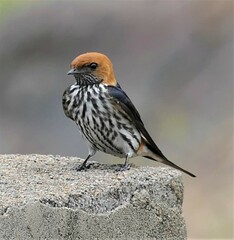 Cecropis abyssinica