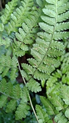 Diplazium kawakamii