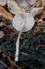 Mycena galericulata