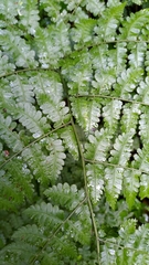 Diplazium kawakamii
