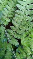 Diplazium kawakamii