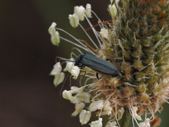 Oedemera