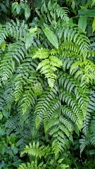 Diplazium kawakamii