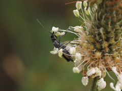 Oedemera
