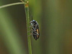 Oedemera