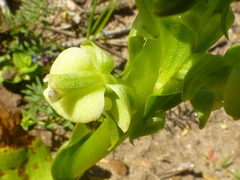 Pterygodium volucris