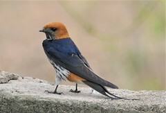 Cecropis abyssinica