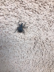 Otiorhynchus sulcatus