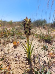 Pterygodium ingeanum
