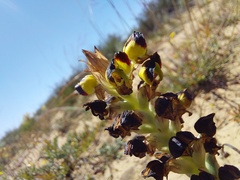 Pterygodium ingeanum