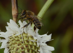 Apis mellifera scutellata