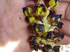 Pterygodium ingeanum