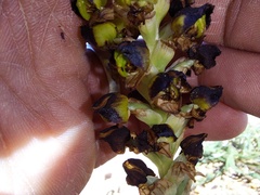 Pterygodium ingeanum