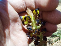 Pterygodium ingeanum