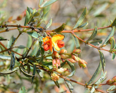 Gastrolobium calycinum