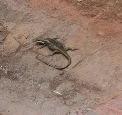 Trachylepis punctatissima