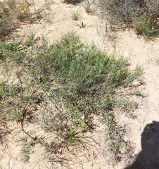 Aspalathus proboscidea